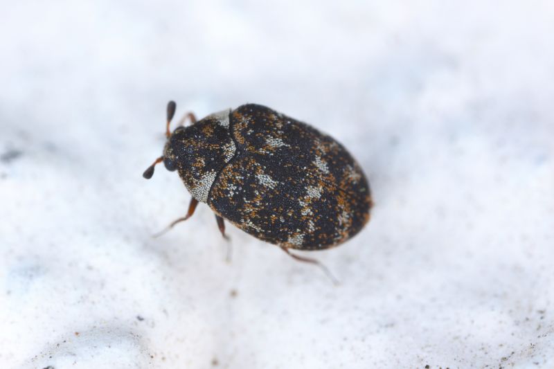 Carpet Beetle Extermination