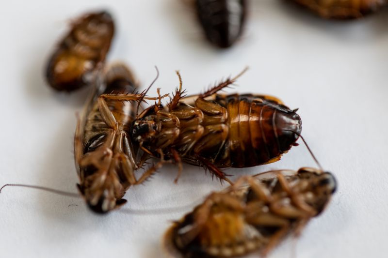 Cockroach Control Service