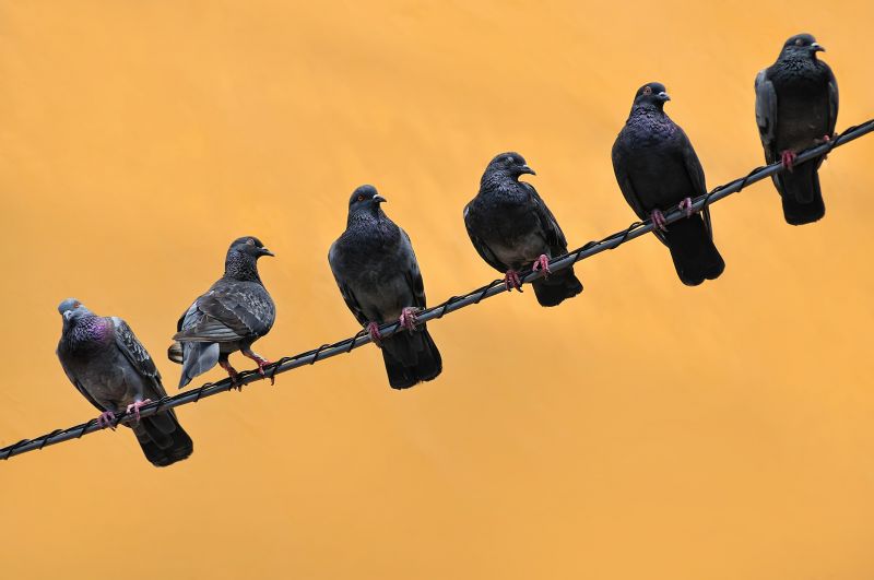 Commercial Bird Removal