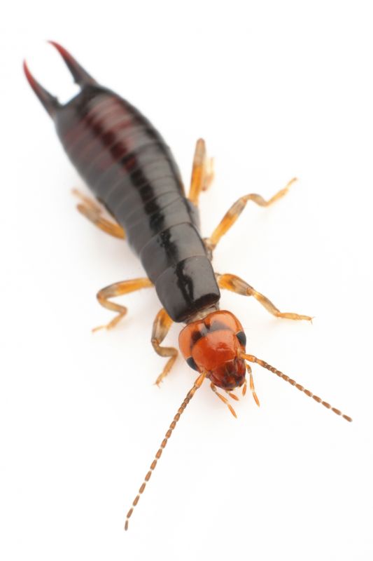 Earwig Extermination