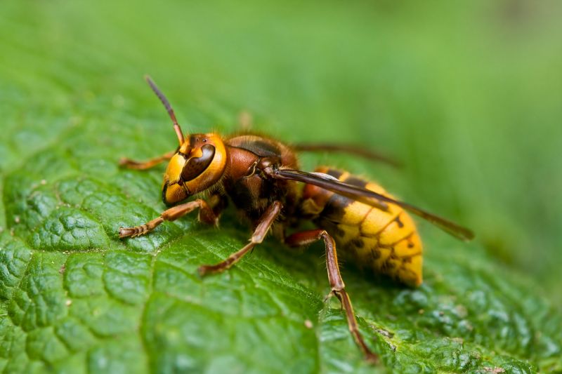 European Hornet Removal