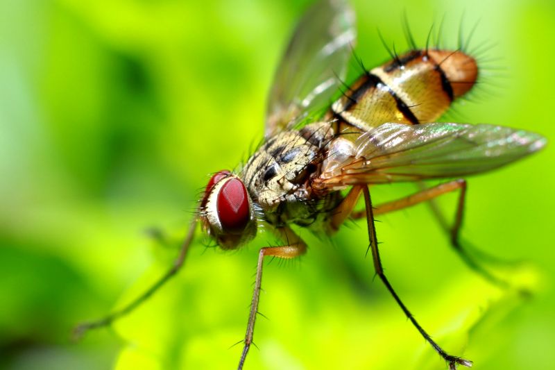 Fruit Fly Extermination