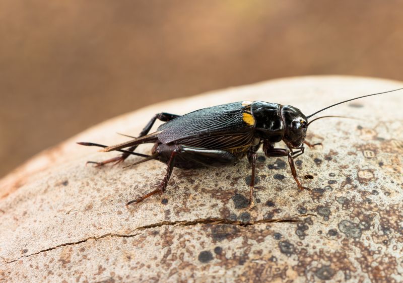 Cricket Control Service detail