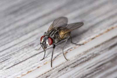 Fly Extermination detail