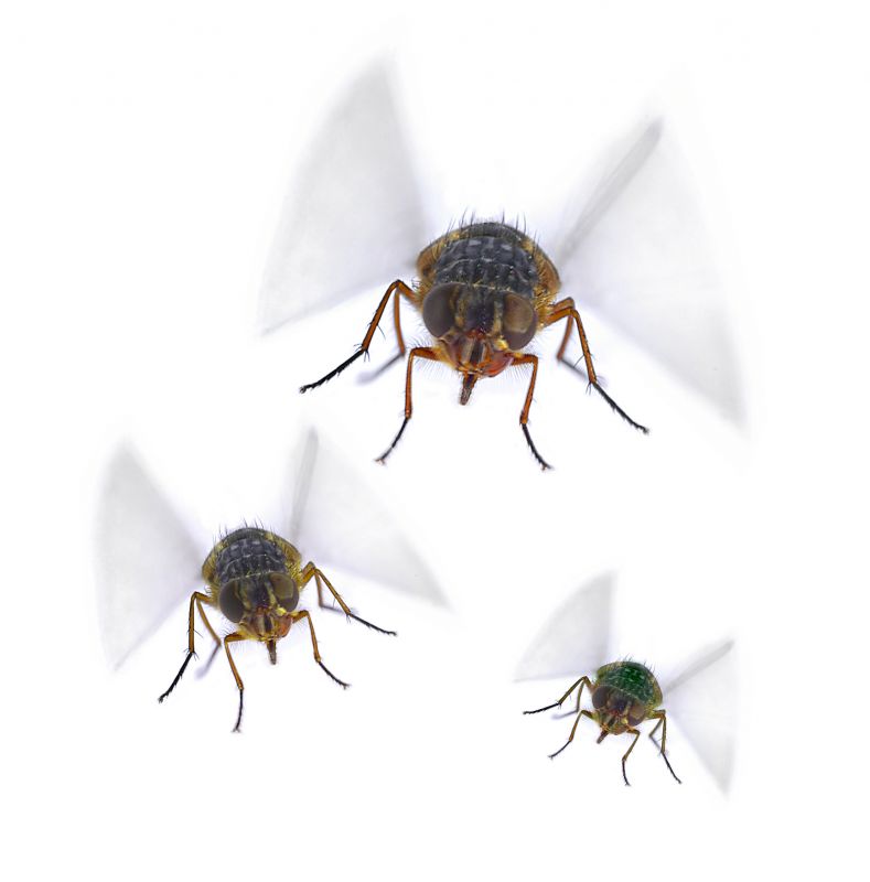 Fly Infestation Extermination detail