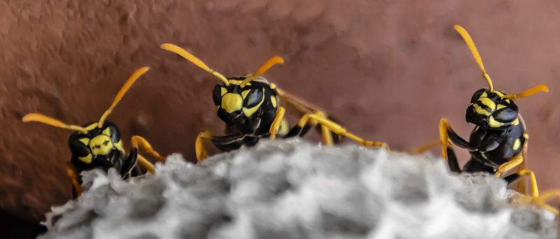 Wasps