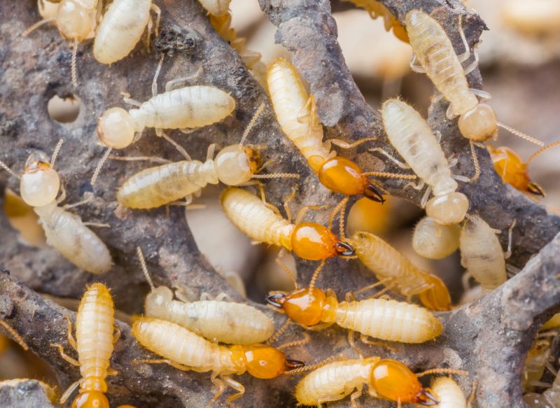 Termite Treatment Service