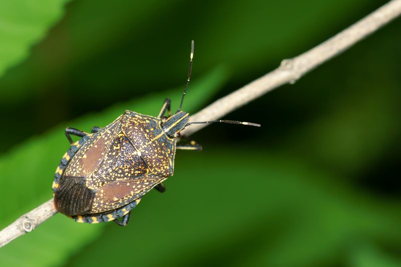 Why Professional Stinkbug Pest Control Is More Effective Than Diy Methods