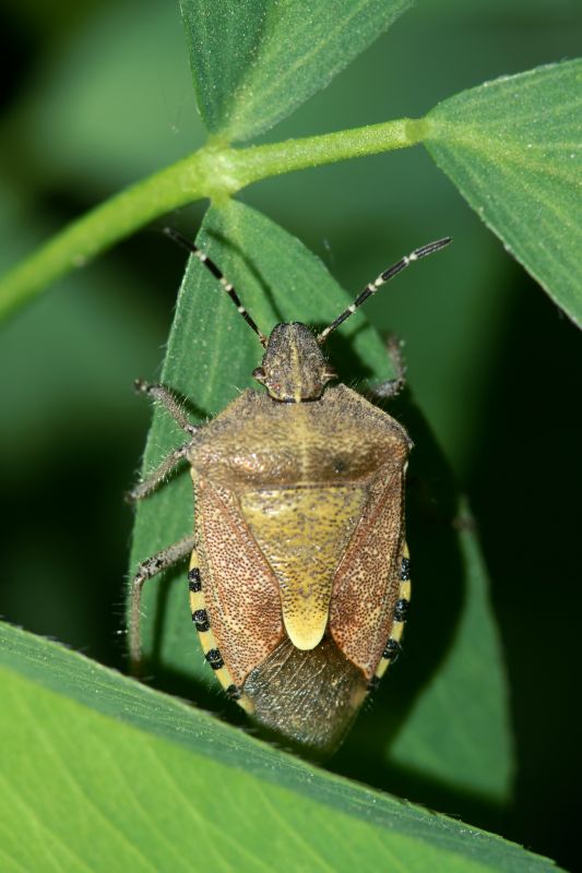 Why Professional Stinkbug Pest Control Is More Effective Than Diy Methods