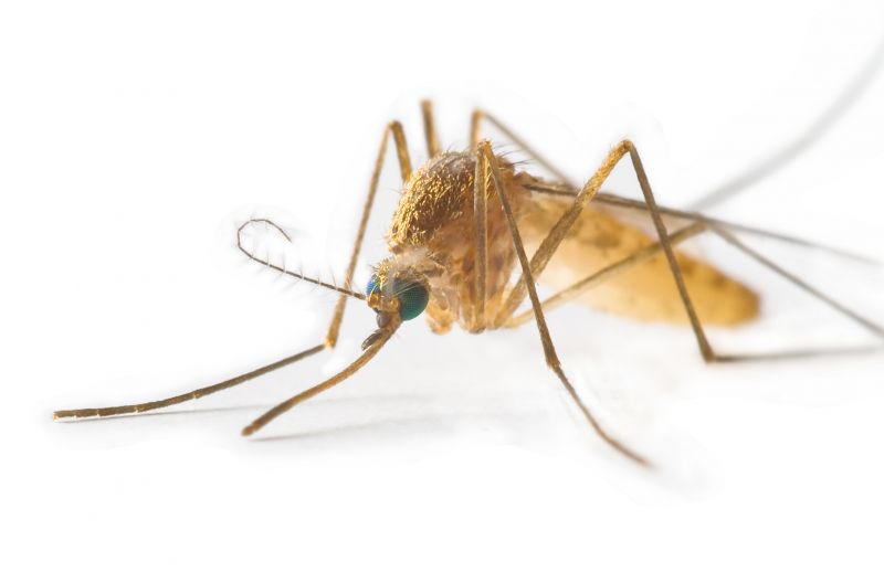 Why Spring Fly And Mosquito Pest Control Matters